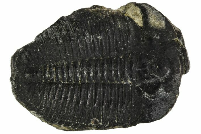 Elrathia Trilobite Fossil - Utah #108626